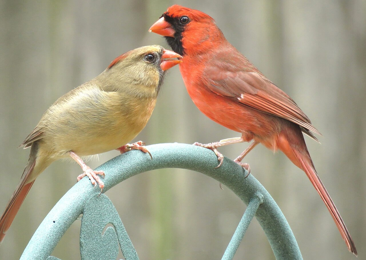 Do Cardinals Use Bird Houses? How to Set Up Nest Boxes